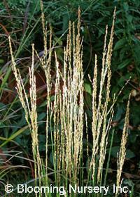 Calamagrostis x acutiflora 'Stricta'